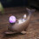 Coffee Creative Ceramic Aromatherapy Dolphin Incense Holder 7