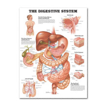 Anatomisches Posterset – laminiert-muskulös, skelettal, verdaulich, atmungstechnisch
