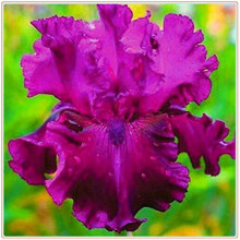 Iris Plant Easy to Plant Perennial, Iris Is Cold-Resistant,Has Strong Rhizomes. Bearded Iris For Planting, Excellent Choice For Gardeners,