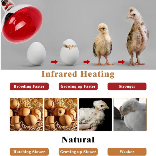 2 Pack 250W Infrared Heat Lamp Bulbs with E26 Base for Chickens, Poultry, Pets and Brooder Coop 1