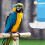 1pc Plastic Bird Water Dispenser Automatic Bird Water Dispenser Container 4