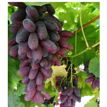 Large（Grape）-Strong Vitality Grape - Suitable for Nature Lovers and Gardeners