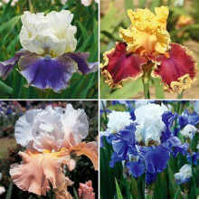 Iris Bulbs Plant, Bearded Iris for Planting, Easy to Grow Perennial with Pleasant Scent, Suitable for Cut Flowers, Cold-Resistant & Low Maintenance