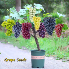 Large（Grape）-Strong Vitality Grape - Suitable for Nature Lovers and Gardeners