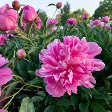 All Season Prony-Beautiful Peony For Sale Now-Peony Perennial-Low Maintence -Simple Grow-Outdoor Peony For Garden