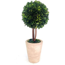 Boxwood Topiary Tree 12 Inches Preserved Real Boxwood for Backyard, Balcony,Garden, Wedding and Home Décor