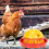 Poultry Watering Bowl Automatic Dispenser Quail Drinker Accessories Drinking Bowls Chick Plastic 4