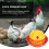 Poultry Watering Bowl Automatic Dispenser Quail Drinker Accessories Drinking Bowls Chick Plastic 6