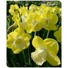 Narcissus Surprise to Grow Pots to Grow Fall or Spring Indoor or Outdoor(Daffodil for Planting)Perennials,Daffodil For Sale