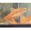 Taro Imperial- Small 2