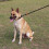 6FT Dog Leash Strong Rope Dog Leash GREY grey 4
