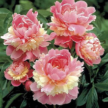 Sorbet Peony Bare Root Live Plant with Fluffy Bomb Blooms and MultiColor Petal Layers for Spring