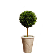 Preserved Boxwood Ball Topiary in Elegant Ivory Pot, NaturalLooking Table Centerpiece 15 Inch