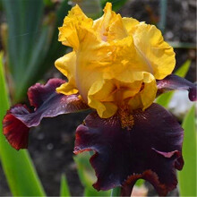 Iris Plant Easy to Plant Perennial, Has Strong Rhizomes. Bearded Iris For Planting, Iris Is Cold-Resistant, Excellent Choice For Gardeners,