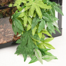 Prettyui Aqua Reptile Simulation Rattan Green Ipo Leaf
