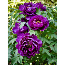 Peony Surprise to Grow Pots to Grow Fall or Spring Indoor or Outdoor(Peony for Planting),Peony For Sale