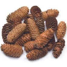 Long Cones Value Pack — Perfect for Kids' Arts and Crafts, Christmas, Sensory Stimulation and More (24-Pack), Natural