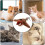 Electronic Interactive Flying Bird – Perfect Toy for Cats 6
