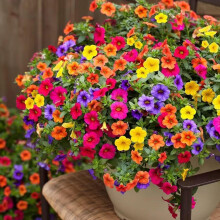 Petunia Seeds Rainbow Mix for Hanging Baskets and Garden Borders, Compact Dwarf Blooms, NonGMO