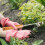 Weeding Tools Wild Vegetables Iron Handle Rake Extraction Puller Gardening Grass Root Removal 4