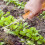 Weeding Tools Wild Vegetables Iron Handle Rake Extraction Puller Gardening Grass Root Removal 6