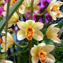Cymbidium Surprise to Grow Pots to Grow Fall or Spring Indoor or Outdoor(Cymbidium for Planting)Cymbidium For Sale