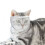 Cat muzzle for grooming and treatment White M 1