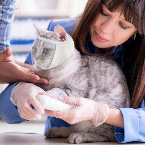 Cat muzzle for grooming and treatment White M 1