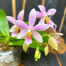 Cymbidium Surprise to Grow Pots to Grow Fall or Spring Indoor or Outdoor(Cymbidium for Planting)Cymbidium For Sale