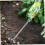 Weed Puller Tool with Ergonomic Grip and Sharp Tip for Garden and Lawn Dandelion Removal 4