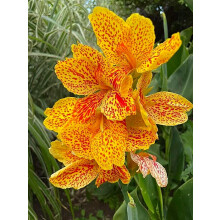 Canna Surprise to Grow Pots to Grow Fall or Spring Indoor or Outdoor(Canna for Planting),Canna For Sale