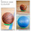 Elegant Pp Green Ball Display Stand For Various Balls Storage 6