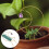 Plant Rack Indoor Support Climbing Frame Pea Trellis 5