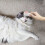 Catnip Infused Pink Cat Comb for Massaging and Interactive Play 5