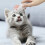 Catnip Infused Pink Cat Comb for Massaging and Interactive Play 4