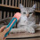 Durable Blue Plastic Cat Feeding Spoon for Home Use 2
