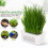 2 Pcs Sprouting Tray Growing Alfalfa Transparent Pot Seeds 6