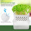 2 Pcs Sprouting Tray Growing Alfalfa Transparent Pot Seeds 8