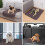 2pcs Waterproof Dog Mats Coffee Reusable For Small Pet 3
