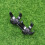 2Pcs Black Golf Clips Rotatable Holder Retrievers for Training Aids 7