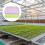 4 Set Soilless Sprouting Trays For Wheatgrass And Beans 3