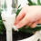 Water Dispenser Automatic Watering Adjustable Irrigation Device Home Essentials 4