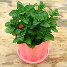 Non GMO Lemon Balm Seeds Melissa Officinalis Perennial Medicinal Herb for Home Garden
