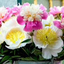 Beautiful Peony For Sale Now-Peony Perennial-Low Maintence -Simple Grow-Outdoor Peony For Garden