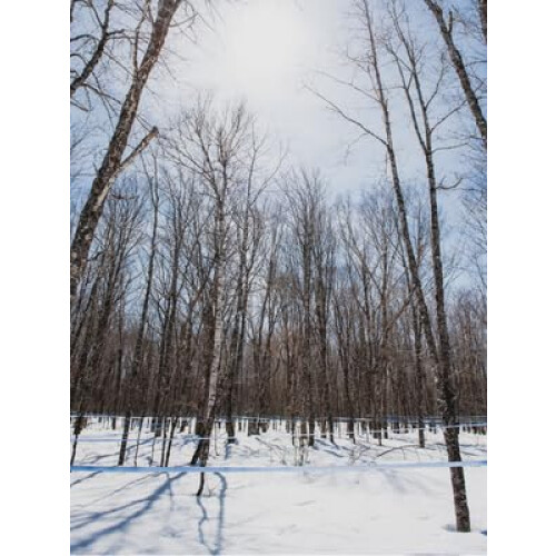 47? Single Source Canadian Organic Maple Sugar (500g) 2
