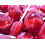 Cherry Mega Lollies (x25) 1