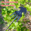 Weeding Tool with Long Handle, Ergonomic Grip, 4Tine Garden Weed Puller, 2pcs 13.78in 3