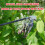 Weeding Tool with Long Handle, Ergonomic Grip, 4Tine Garden Weed Puller, 2pcs 13.78in 4