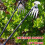 Weeding Tool with Long Handle, Ergonomic Grip, 4Tine Garden Weed Puller, 2pcs 13.78in 5
