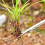 Garden Weeder Tool with RootGrip Fork and Leverage Base, Stainless Steel Hand Weeder for Lawn 4